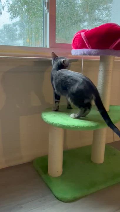 Enlarge Chili, a Adoptable American Shorthair in Highland Park, NJ video 6/6