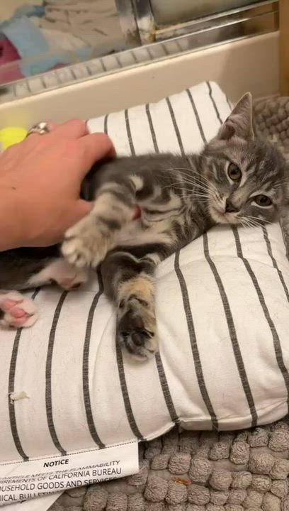 Enlarge Chili, a Adoptable American Shorthair in Highland Park, NJ video 4/6