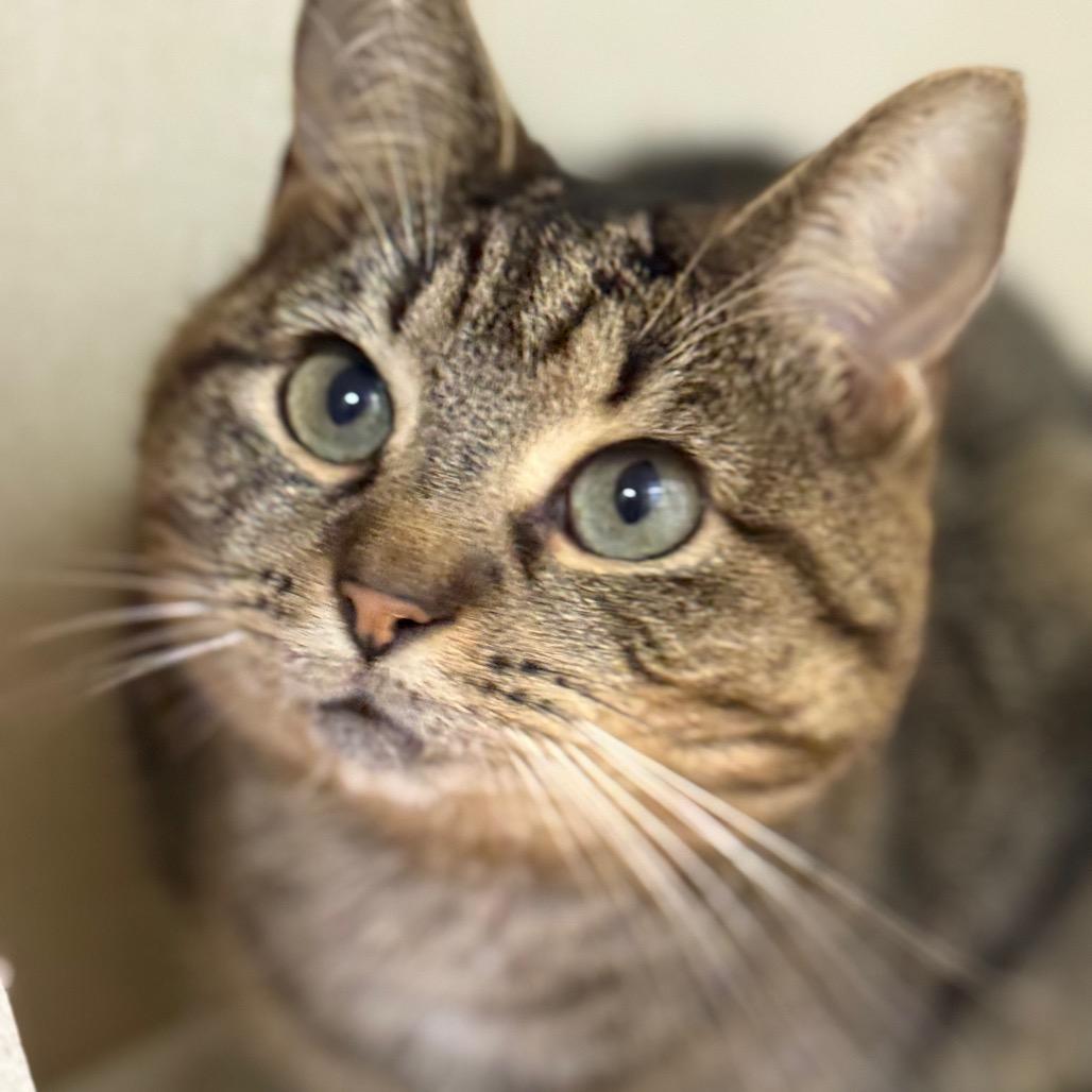 Ralphie — thumbnail 4