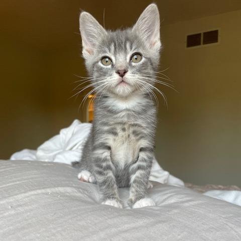 Enlarge Knead, a Adoptable Domestic Short Hair in Muncie, IN image 1/1