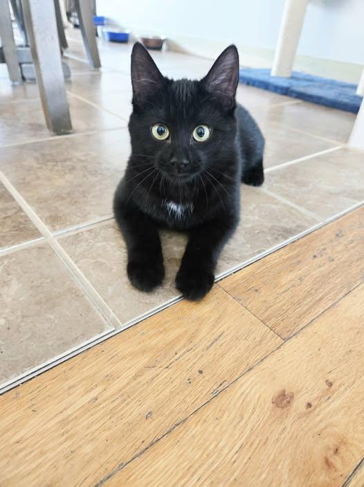 Clément, adopted, Kitten Male Domestic Short Hair.