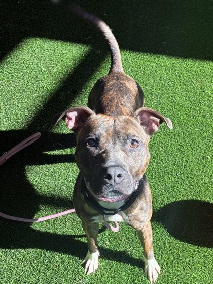 Ariel — thumbnail 2