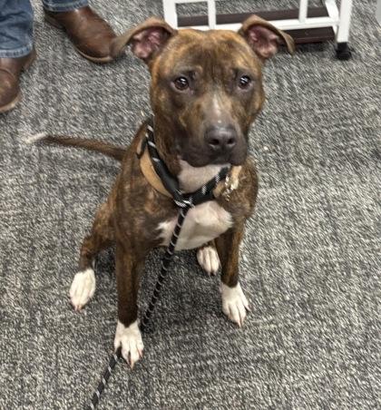 Ariel — thumbnail 3