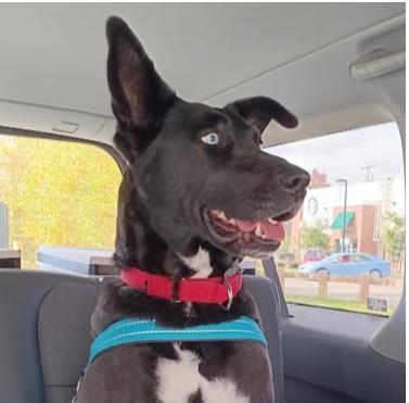 Enlarge Twyla (3 Years Old) ~ Cross Post, an adopted mixed breed in Albany, NY image 1/1