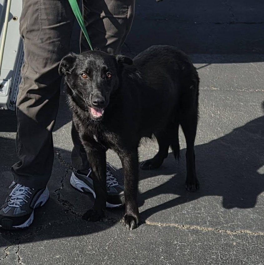 Rosie, a ADOPTABLE mixed breed in Brentwood, CA image 3/3