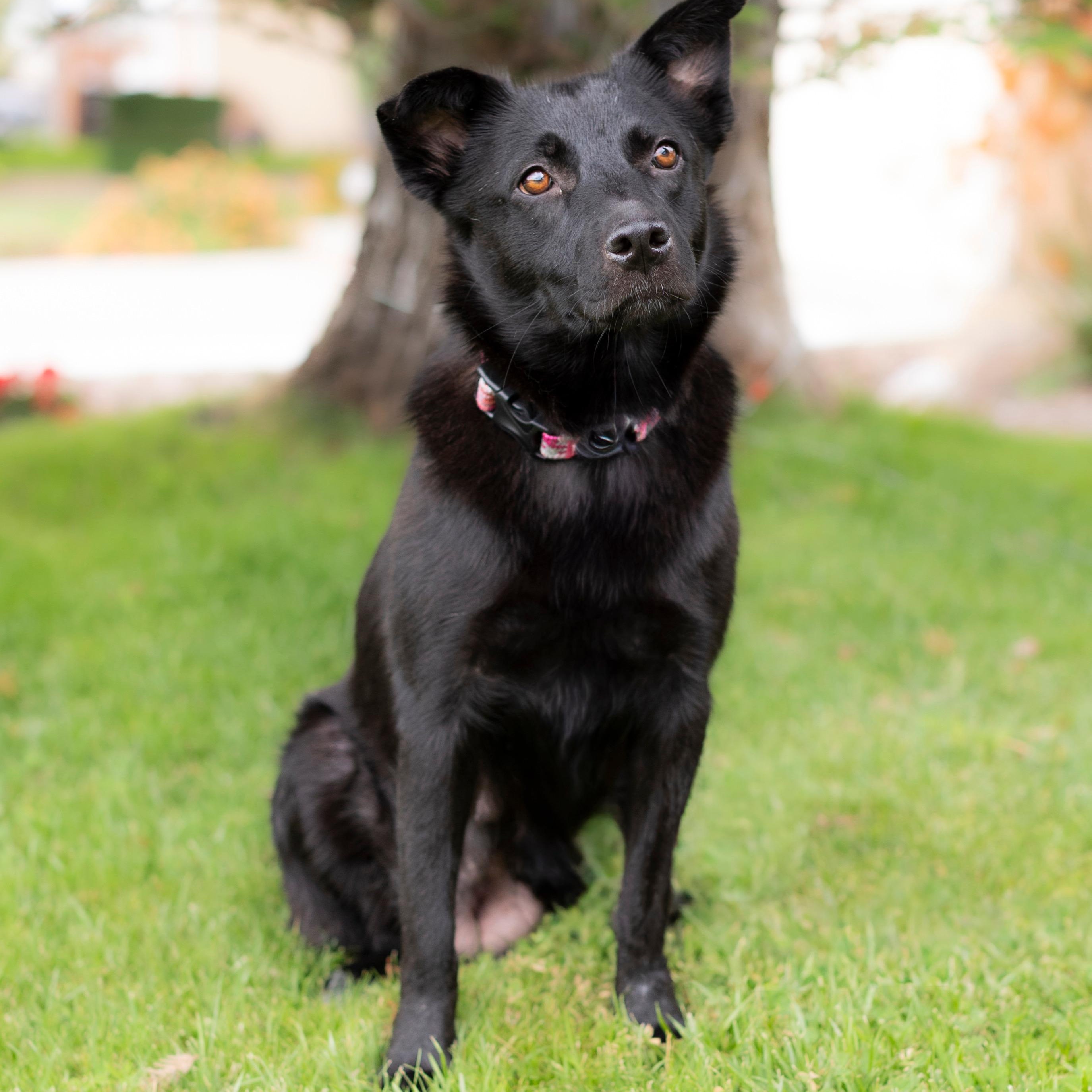 Rosie, ADOPTABLE, Young Female German Shepherd Dog & Black Labrador Retriever.