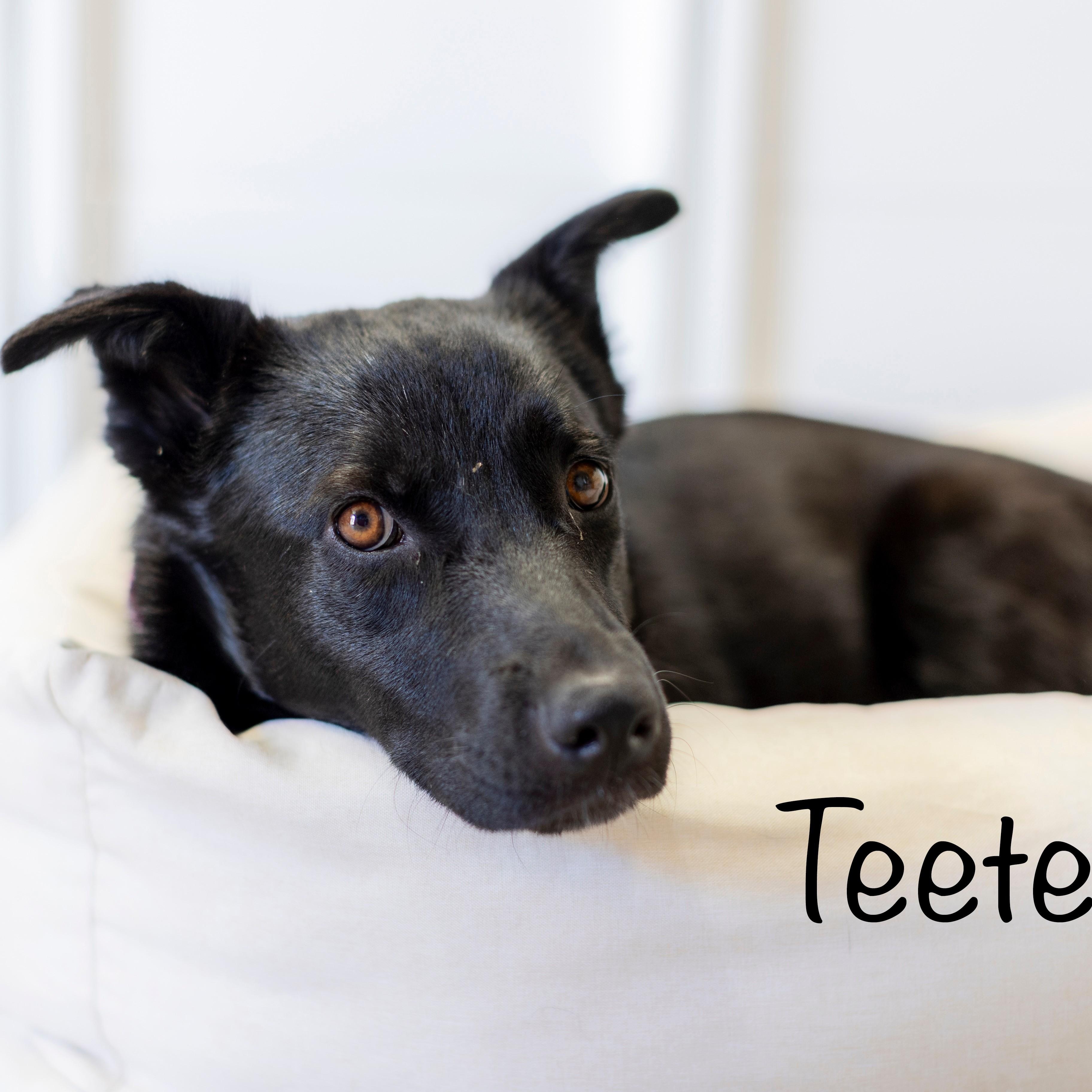 Rosie, a ADOPTABLE mixed breed in Brentwood, CA image 2/3