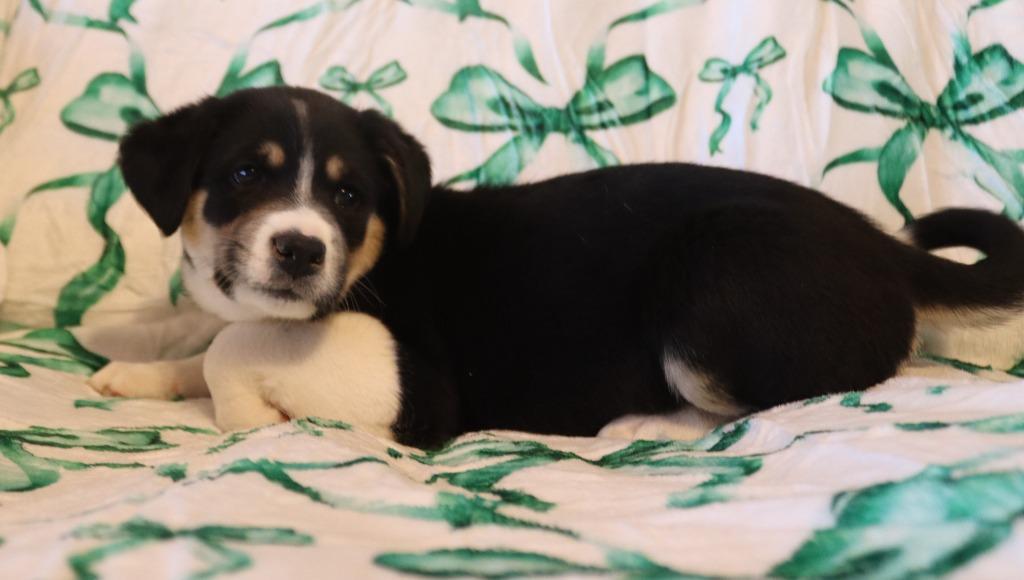 Jade, Adoptable, Puppy Female Border Collie & Australian Shepherd.
