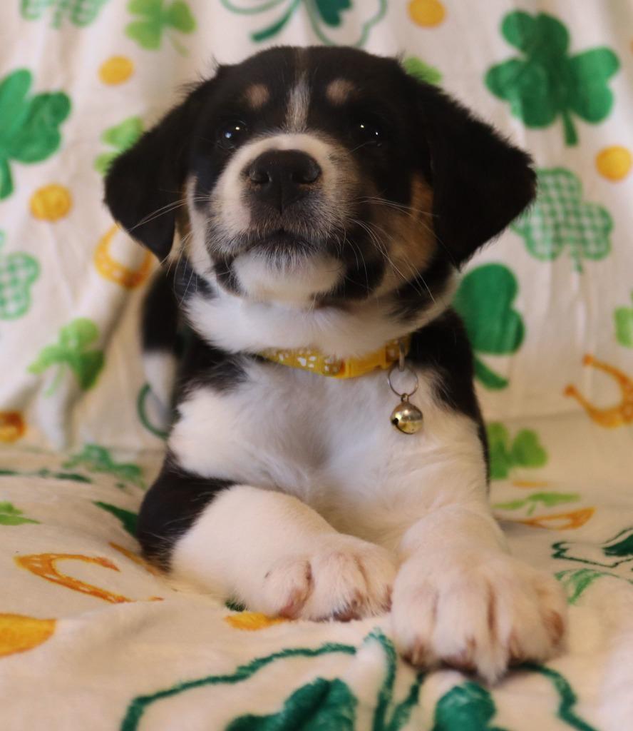 Enlarge Jade, a Adoptable mixed breed in Mesa, AZ image 2/6