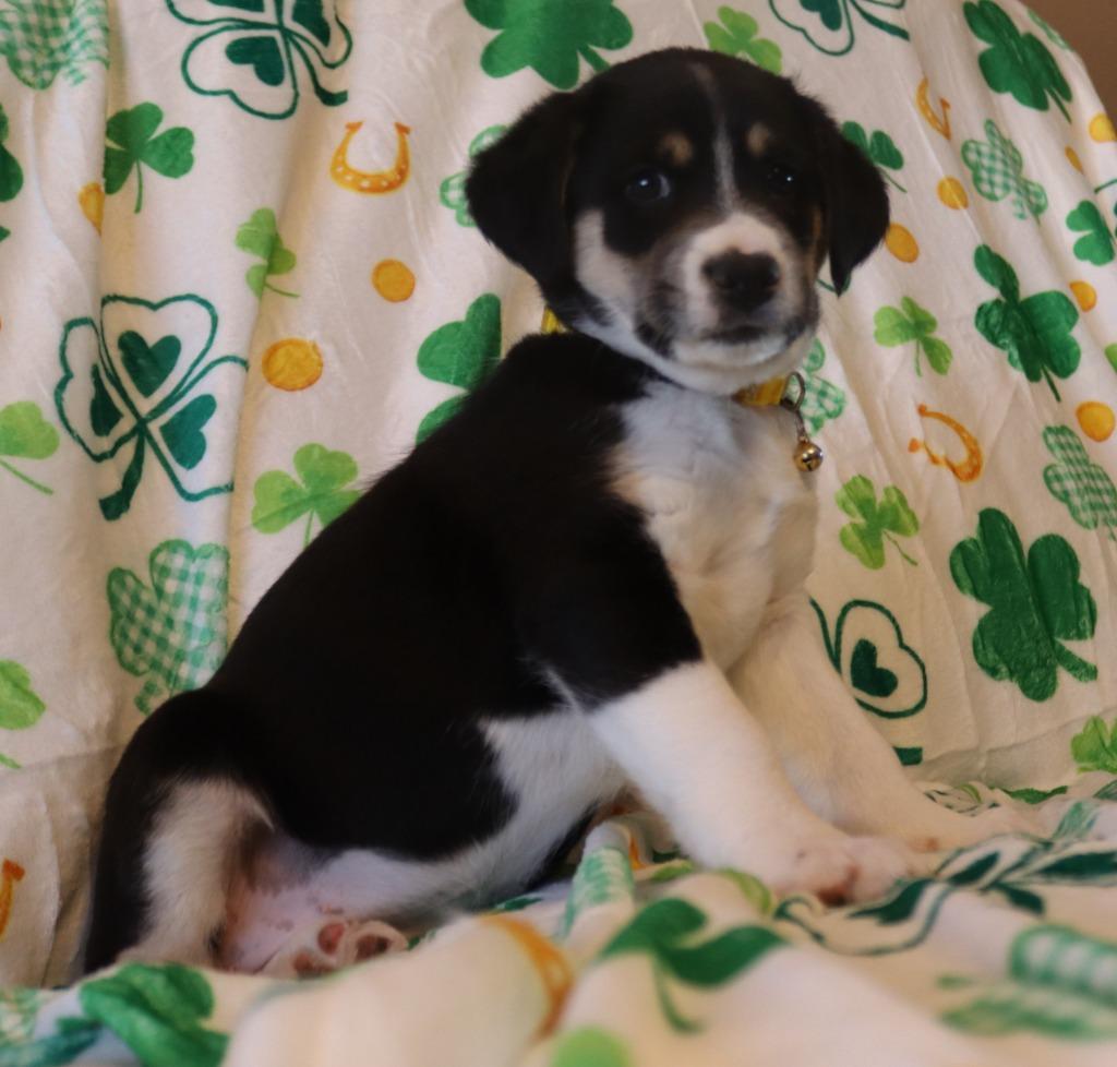 Enlarge Jade, a Adoptable mixed breed in Mesa, AZ image 3/6