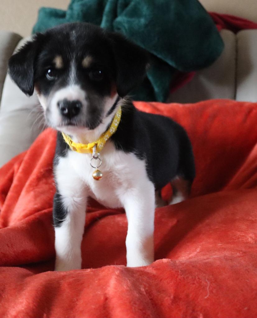 Enlarge Jade, a Adoptable mixed breed in Mesa, AZ image 4/6