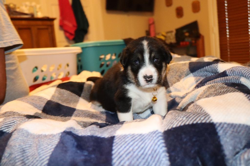 Enlarge Jade, a Adoptable mixed breed in Mesa, AZ image 5/6