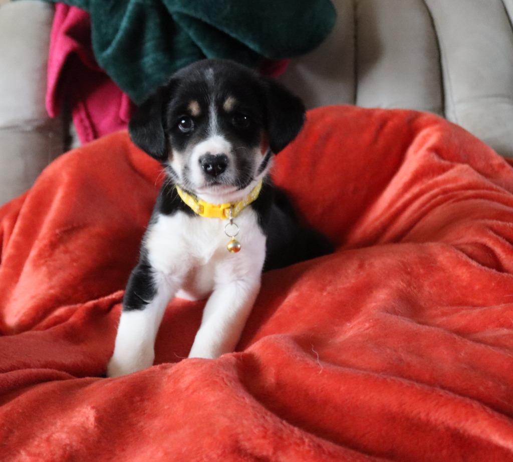 Enlarge Jade, a Adoptable mixed breed in Mesa, AZ image 6/6