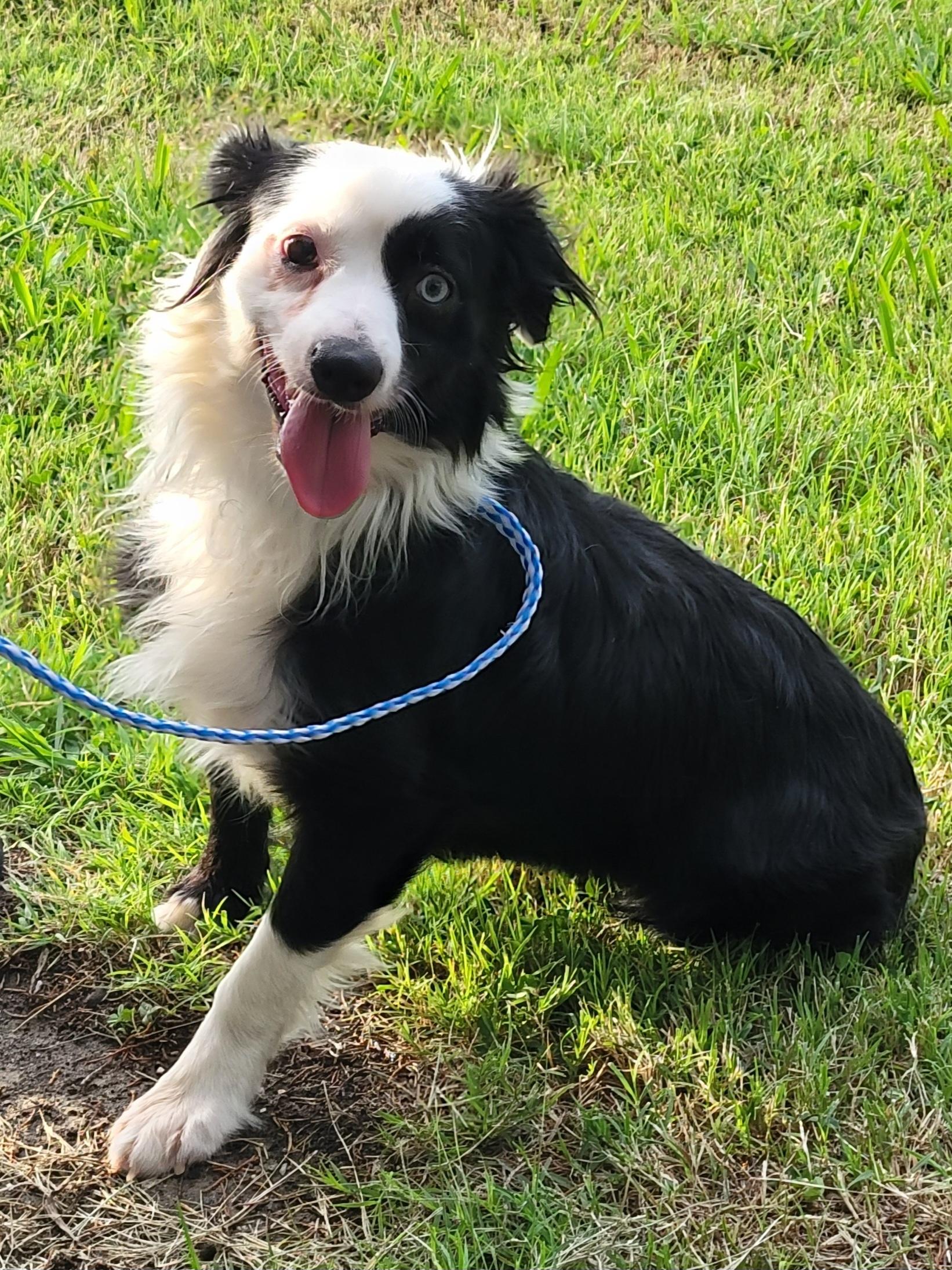 Lilly, ADOPTABLE, Young Female Border Collie.