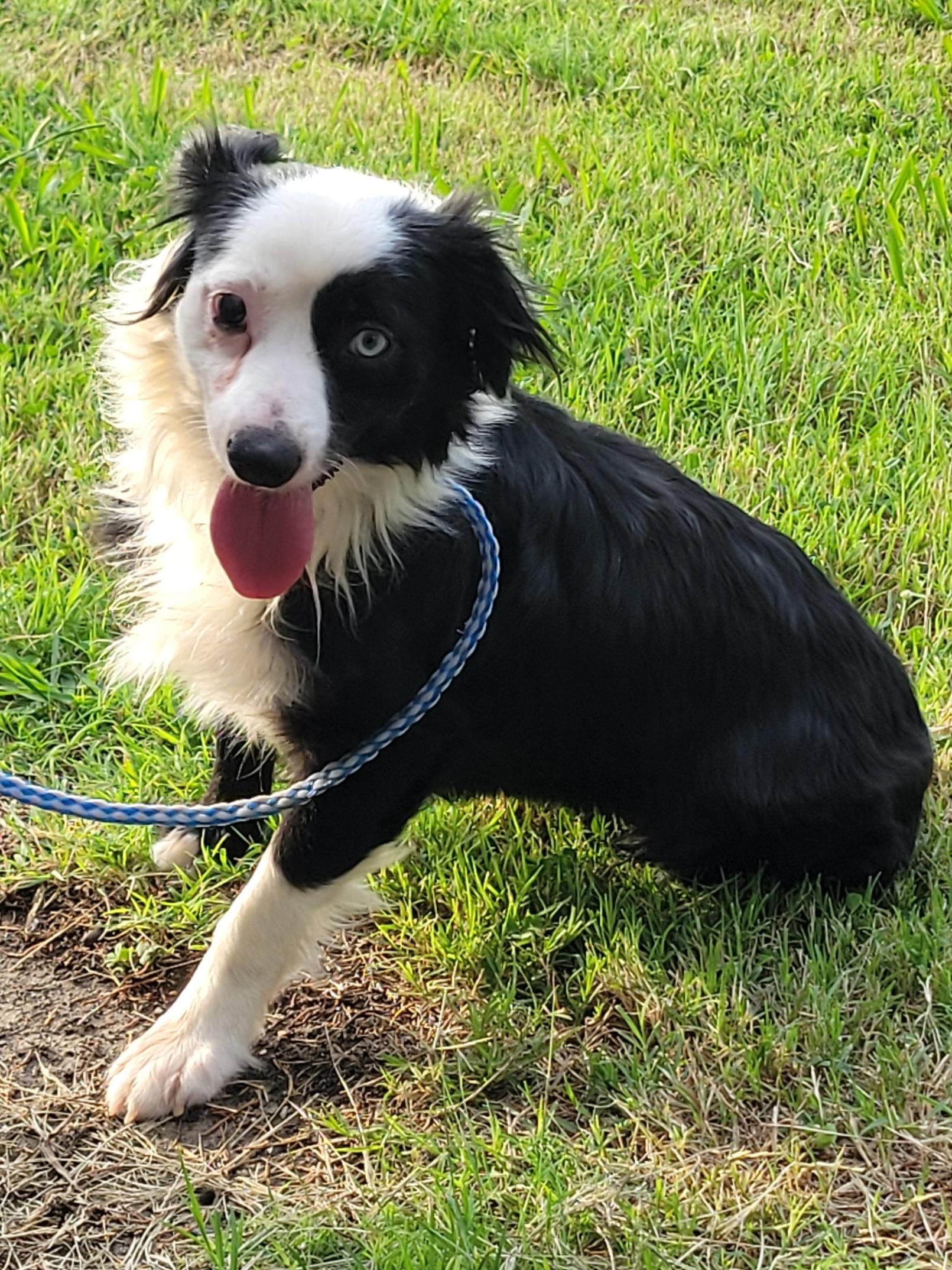 Lilly, a ADOPTABLE mixed breed in Cambridge, MD image 2/2