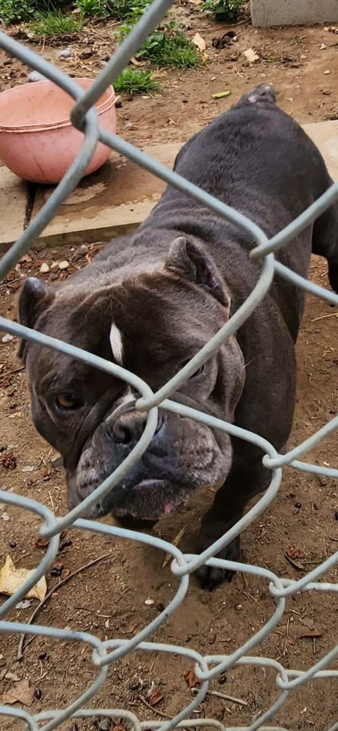 Gorda-Owner passed- Rescues or adooters, adopted, Adult Female American Bully.