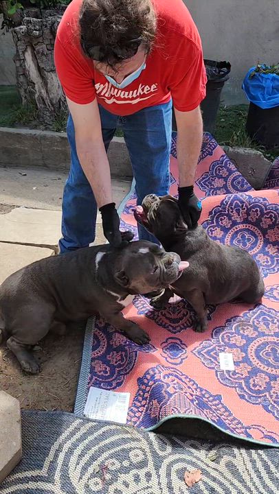 Enlarge Gorda-Owner passed- Rescues or adooters, an adopted American Bully in Torrance, CA video 2/2