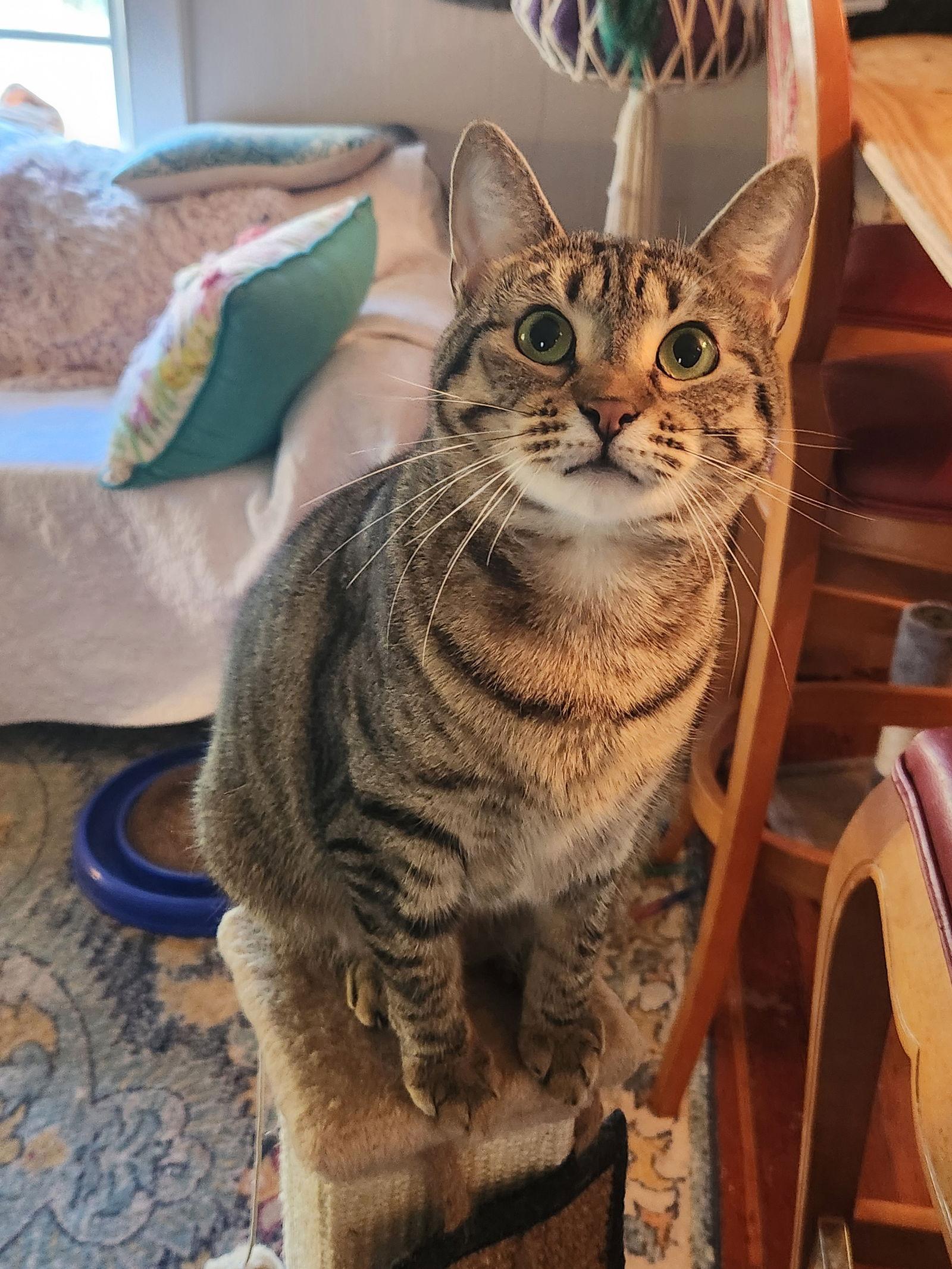 Baby, Adoptable, Young Female Domestic Short Hair.