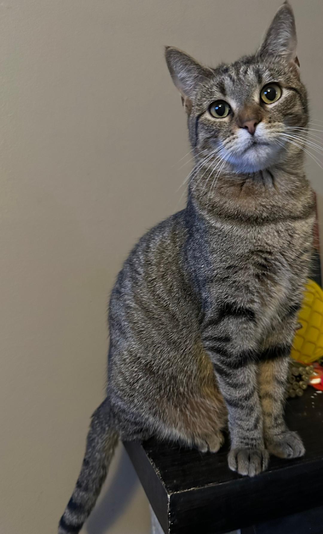 Candi, a Adoptable Domestic Short Hair in Mokena, IL image 1/4