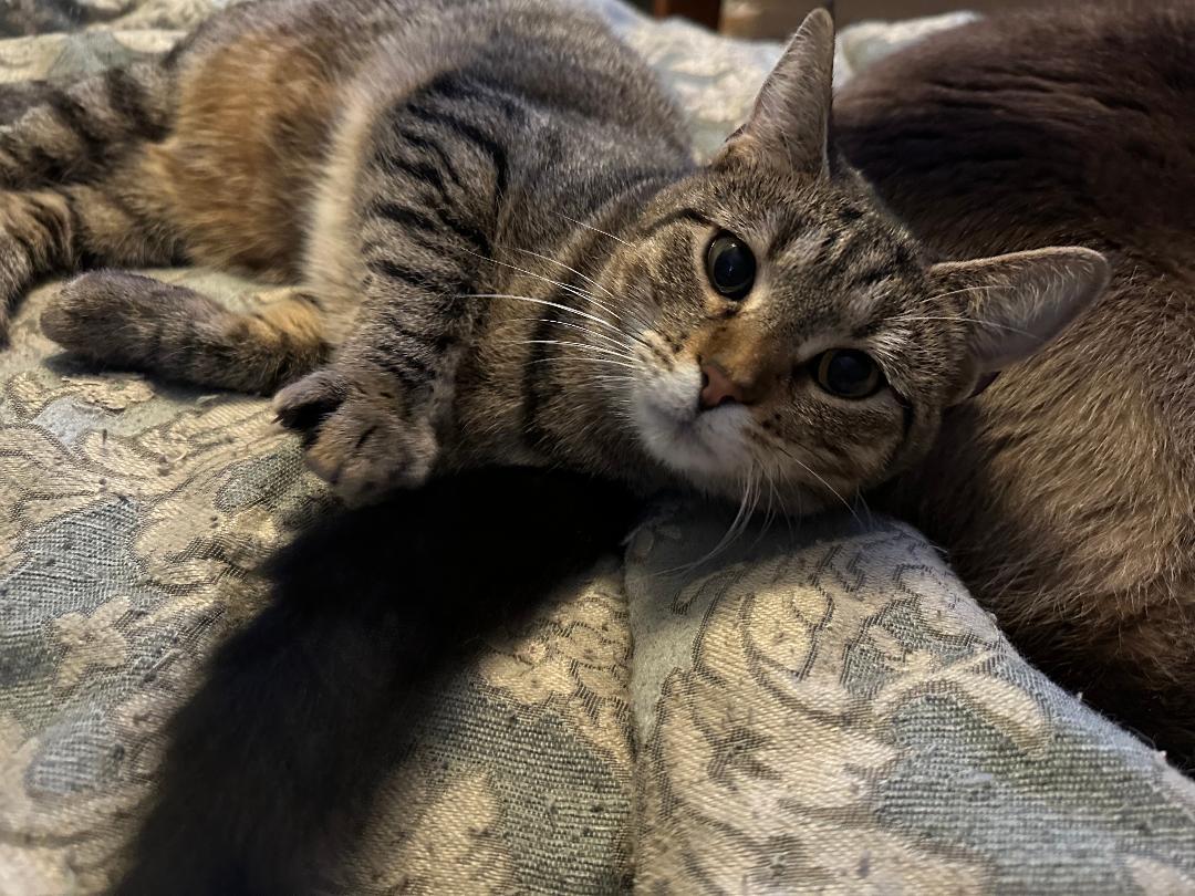 Candi, a Adoptable Domestic Short Hair in Mokena, IL image 2/4