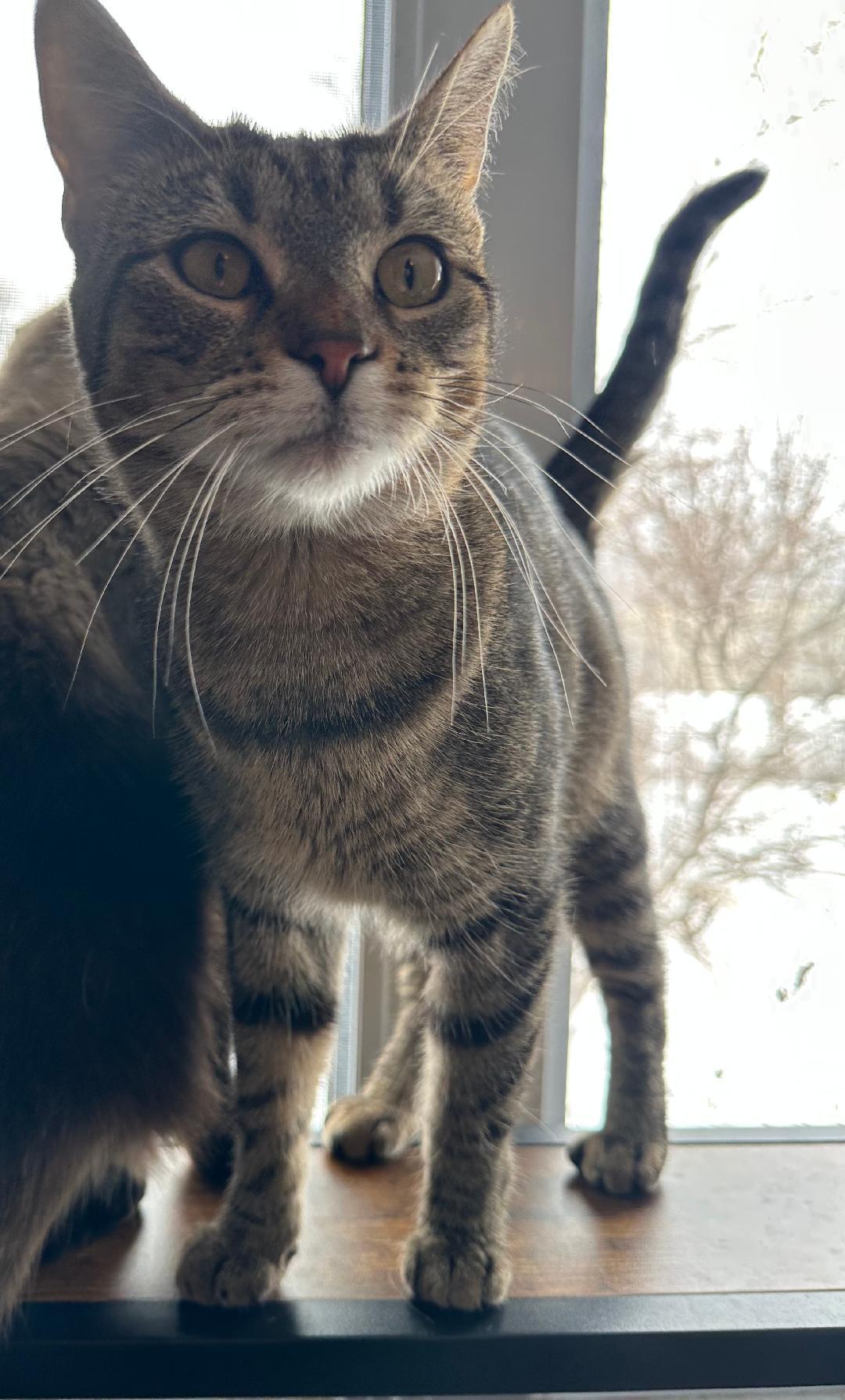 Candi, a Adoptable Domestic Short Hair in Mokena, IL image 3/4