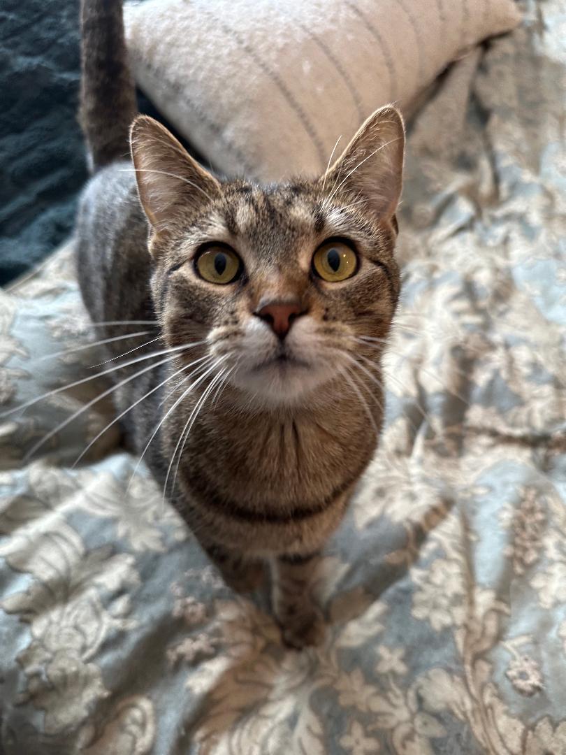 Candi, a Adoptable Domestic Short Hair in Mokena, IL image 4/4
