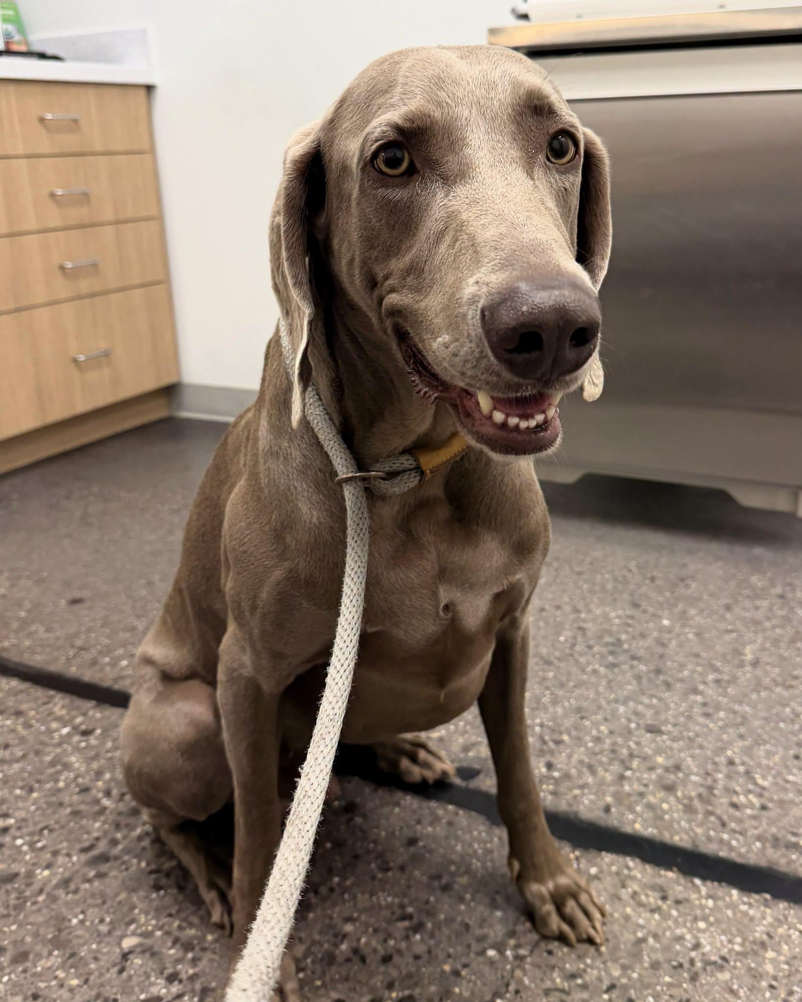 Hamilton, a Adoptable Weimaraner in Birmingham, AL image 2/2