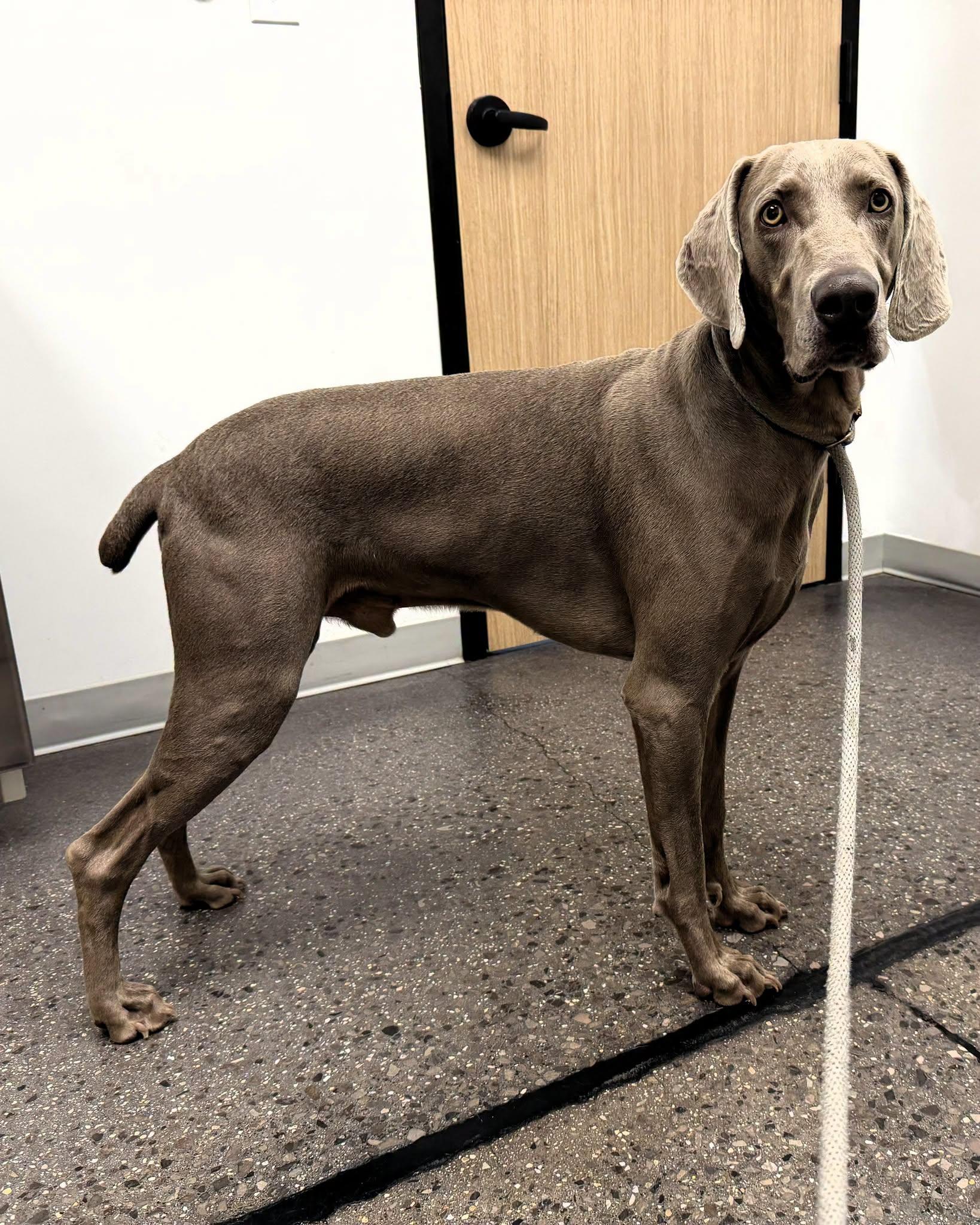 Hamilton, a Adoptable Weimaraner in Birmingham, AL image 1/2