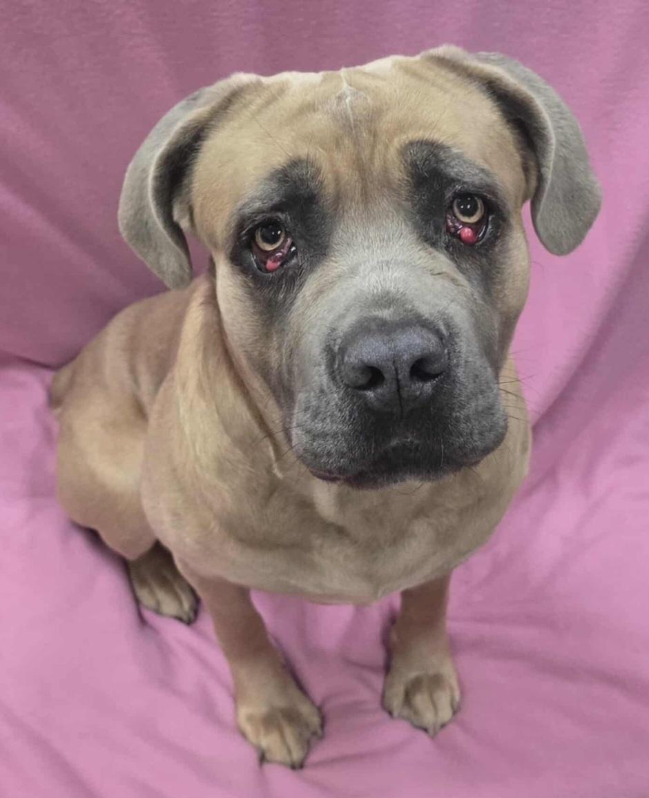 Enlarge Raya, a Adoptable mixed breed in Frankfort, IN image 3/4