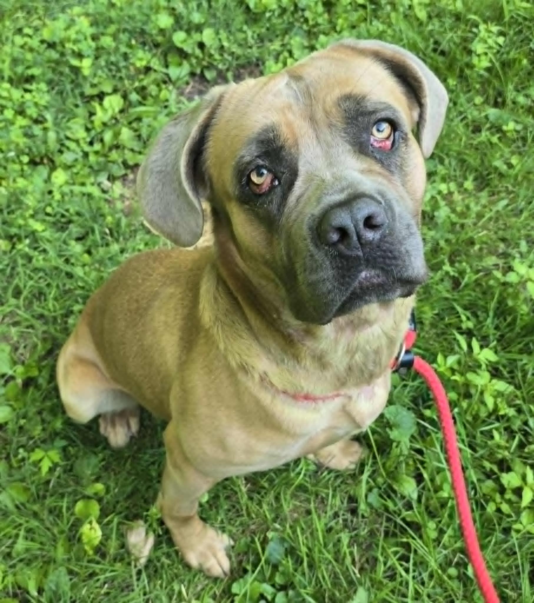 Enlarge Raya, a Adoptable mixed breed in Frankfort, IN image 4/4