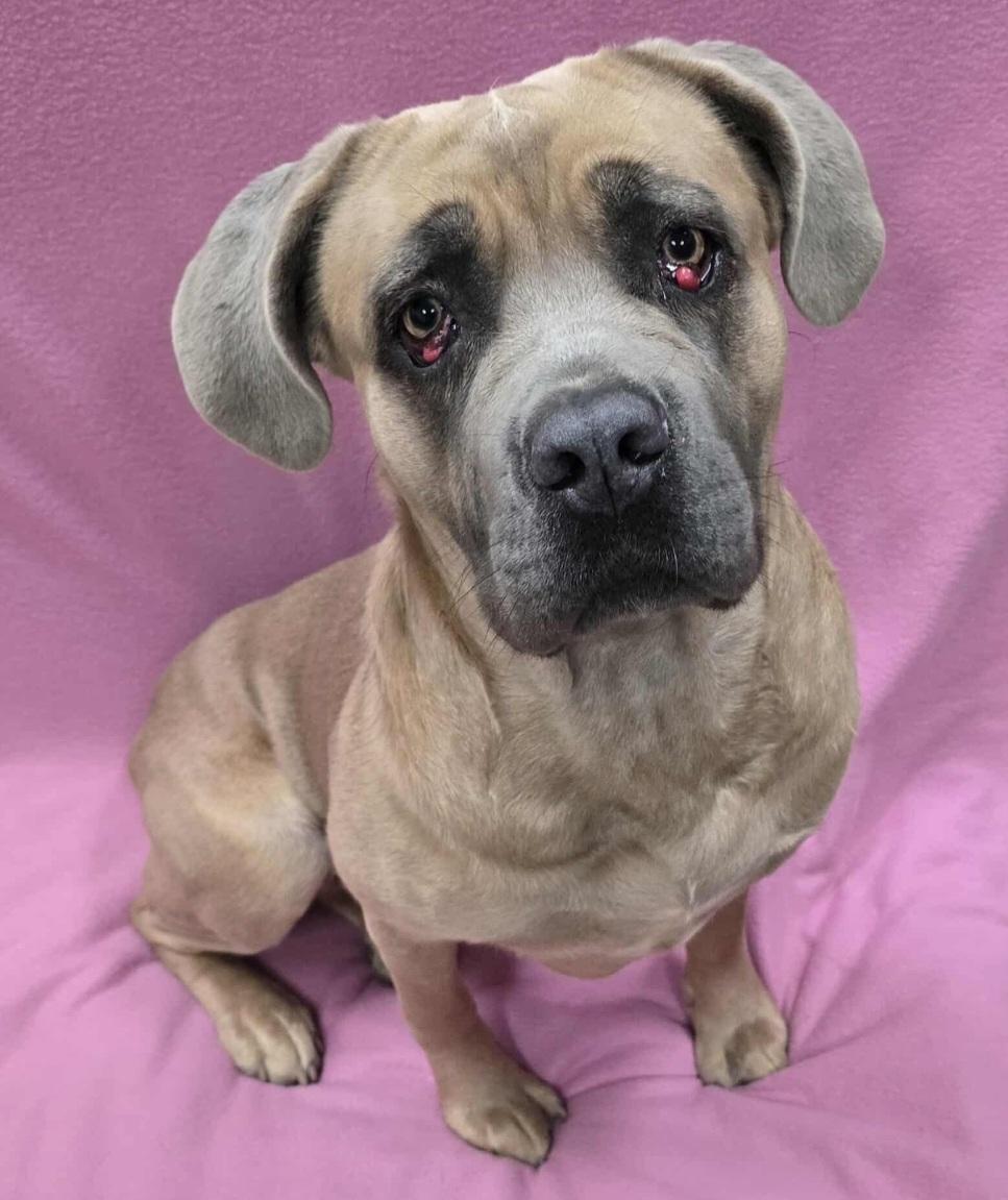 Enlarge Raya, a Adoptable mixed breed in Frankfort, IN image 2/4