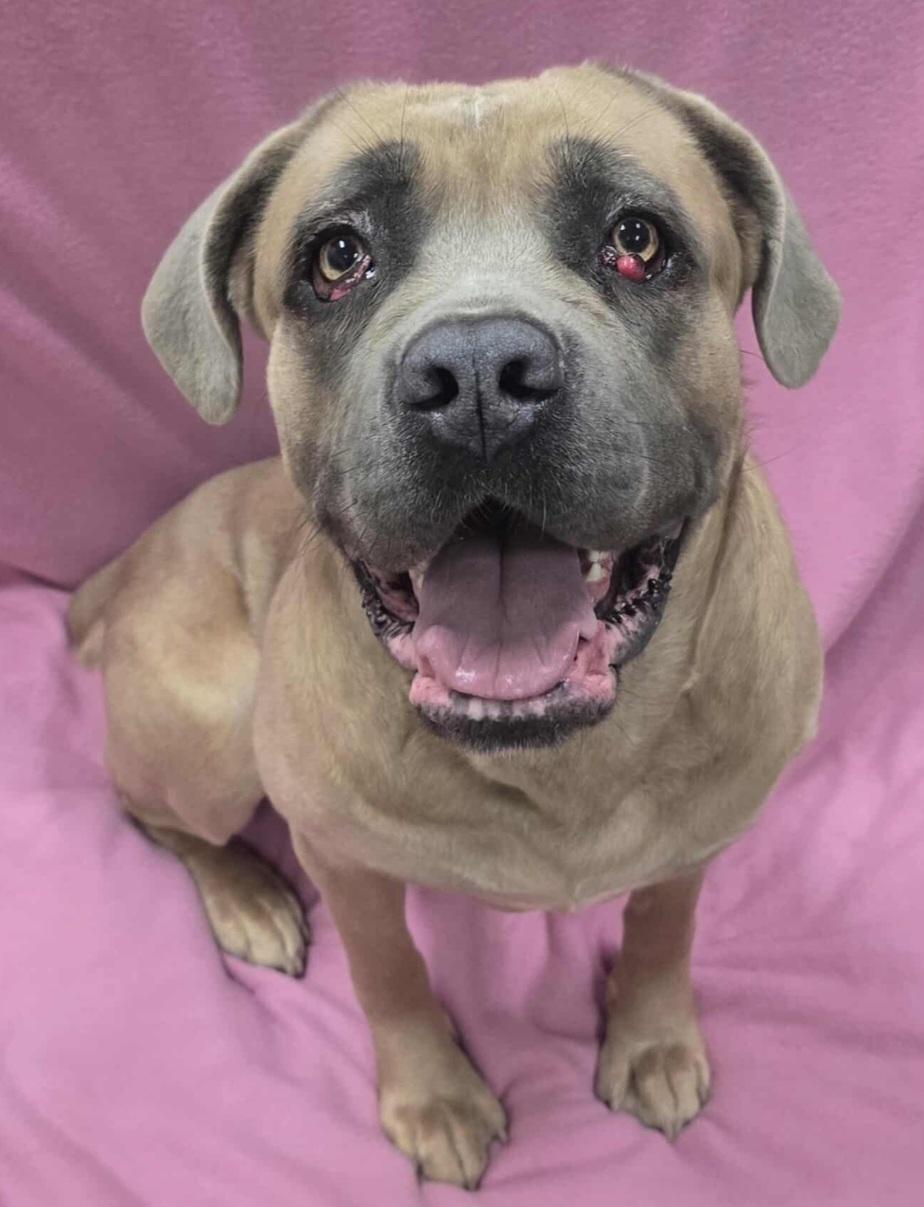 Enlarge Raya, a Adoptable mixed breed in Frankfort, IN image 1/4