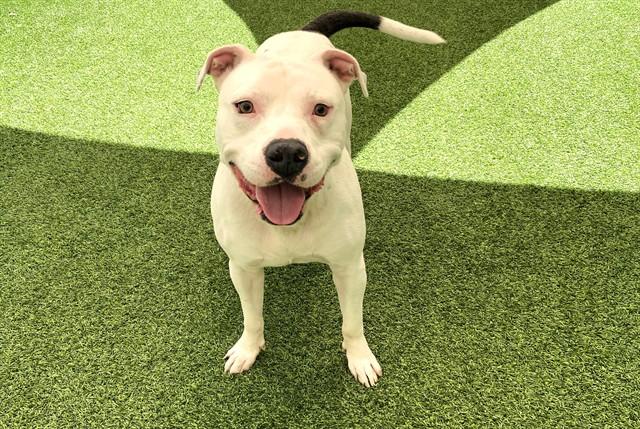 Enlarge CARMELO, a Adoptable Pit Bull Terrier in Fort Lauderdale, FL image 1/1