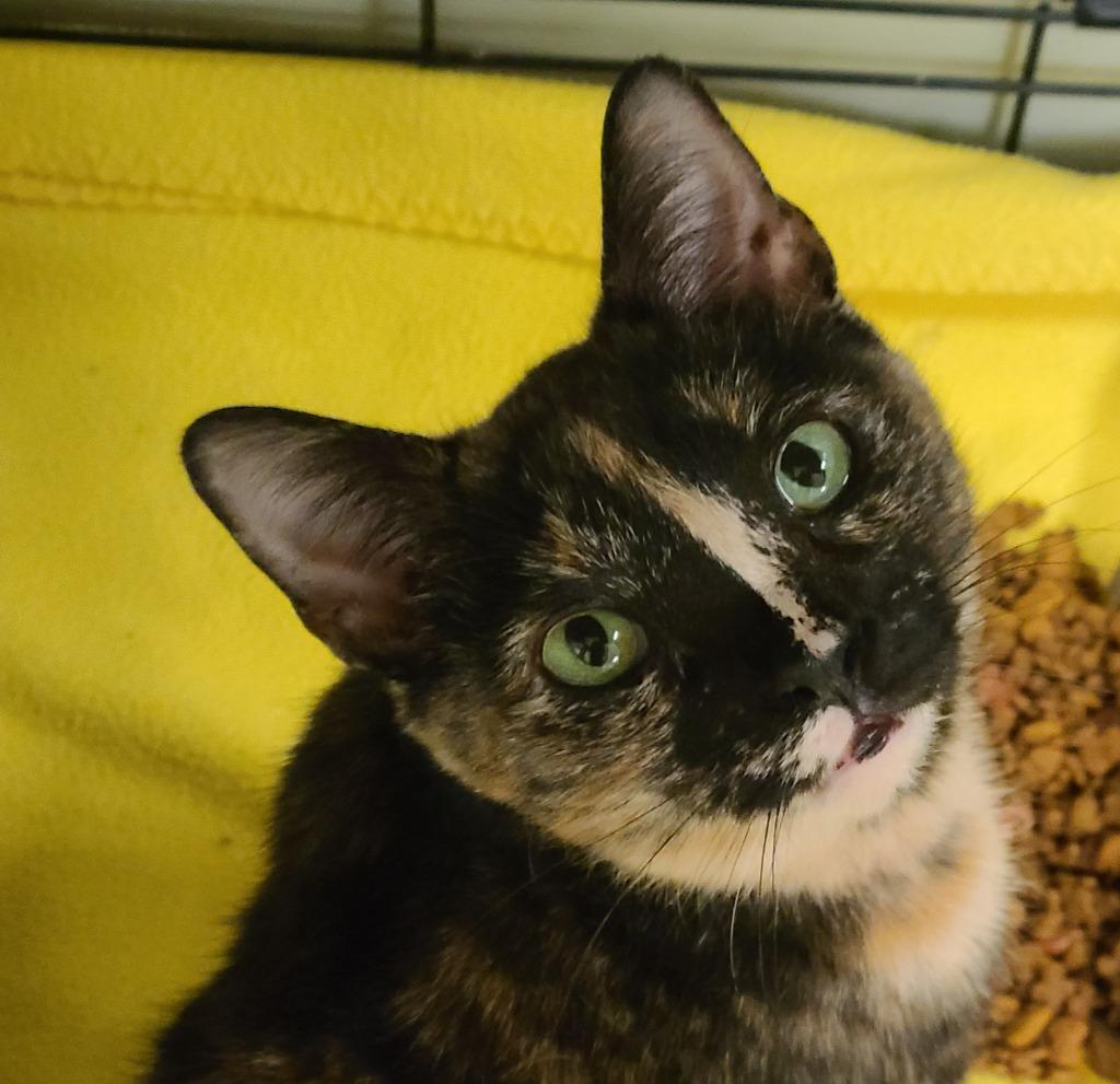 Enlarge Cori, a Adoptable Domestic Short Hair in Huntington, IN image 1/1