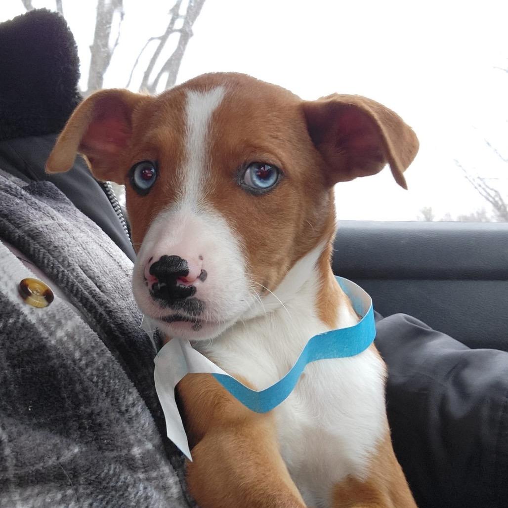 Shia, Adoptable, Puppy Female Pit Bull Terrier.