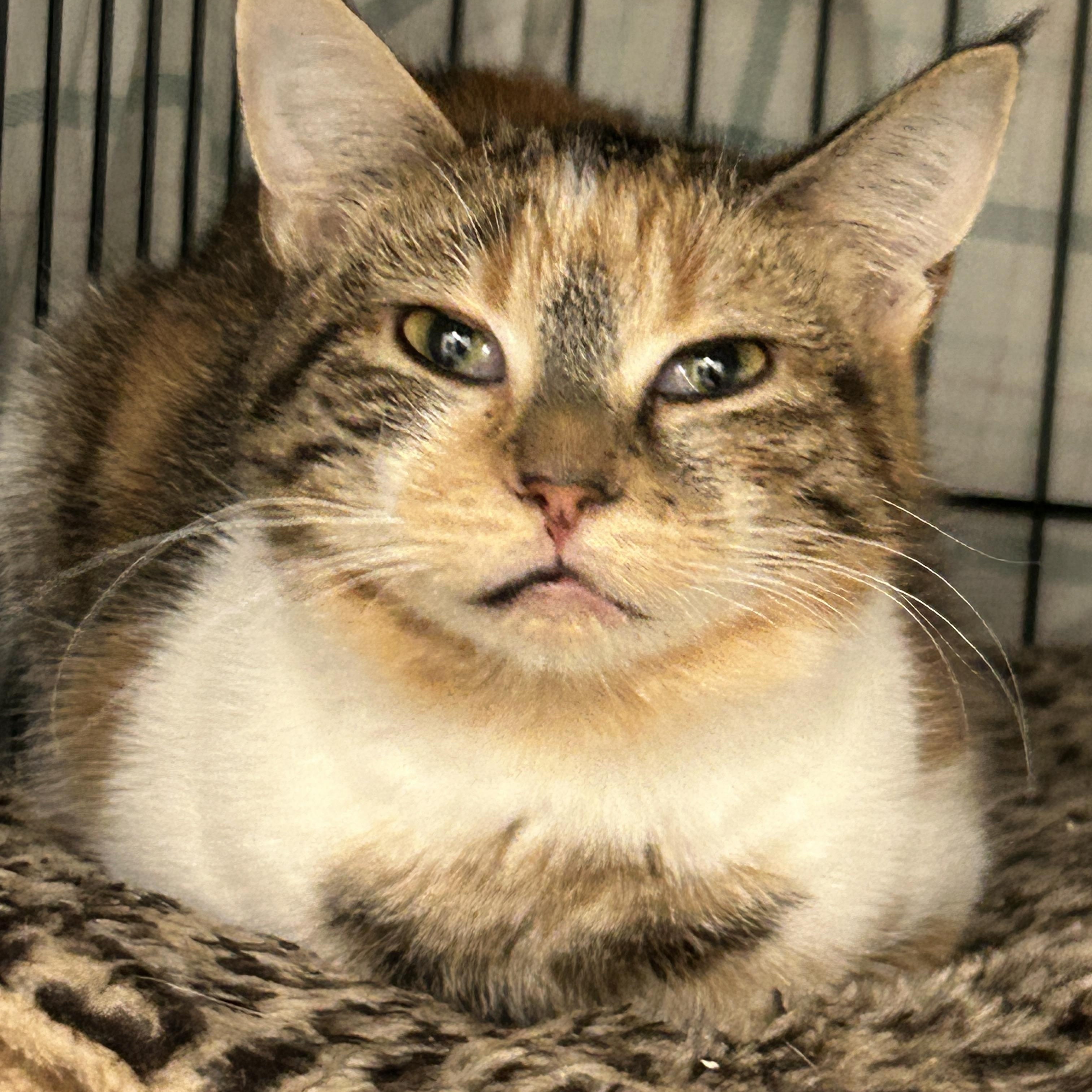 Enlarge Secret Admirer, an adopted Calico in Maple Ridge, BC image 3/5