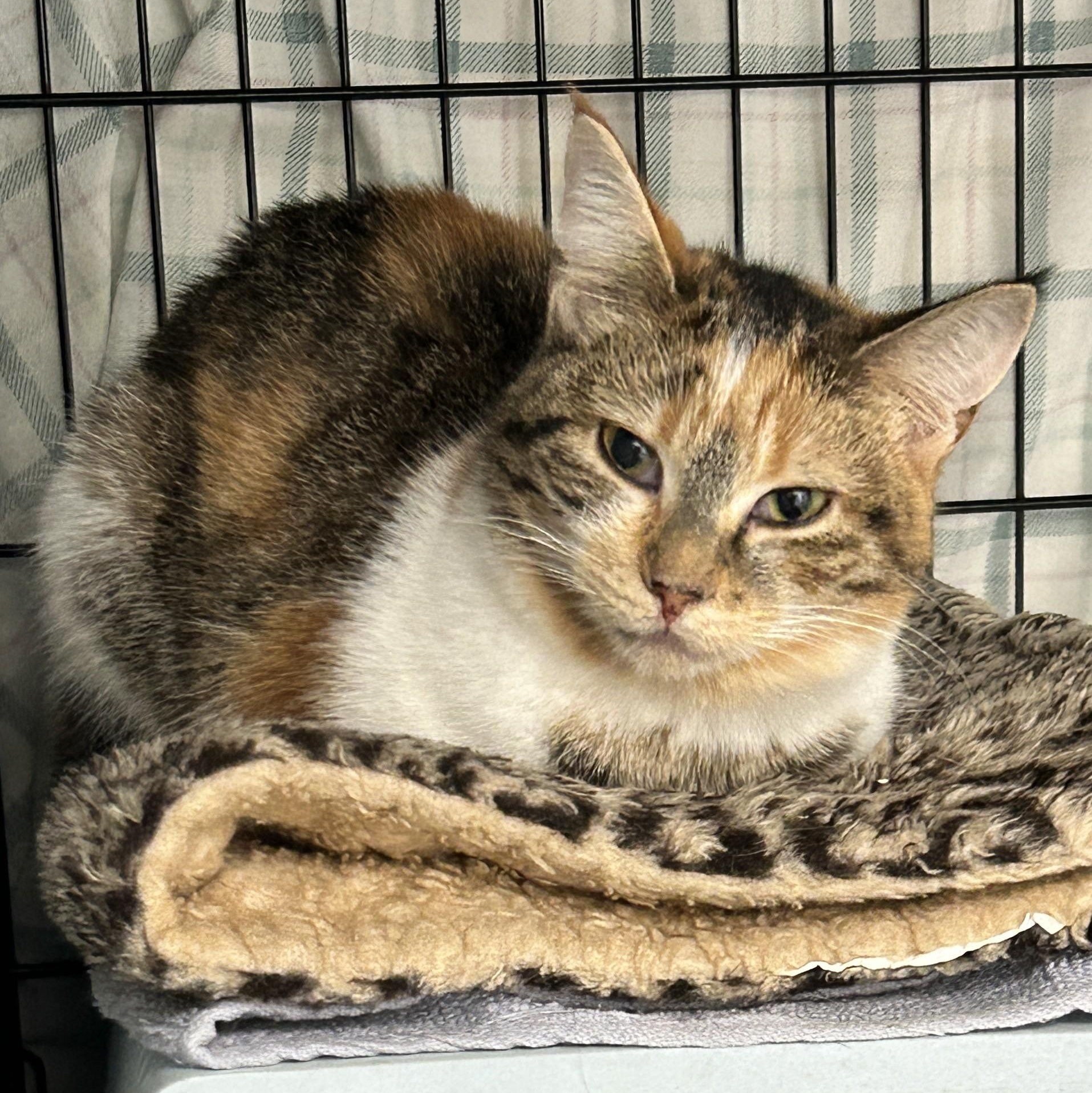 Enlarge Secret Admirer, an adopted Calico in Maple Ridge, BC image 1/5