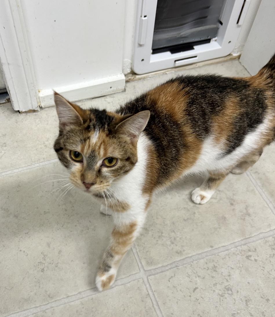 Enlarge Secret Admirer, an adopted Calico in Maple Ridge, BC image 5/5