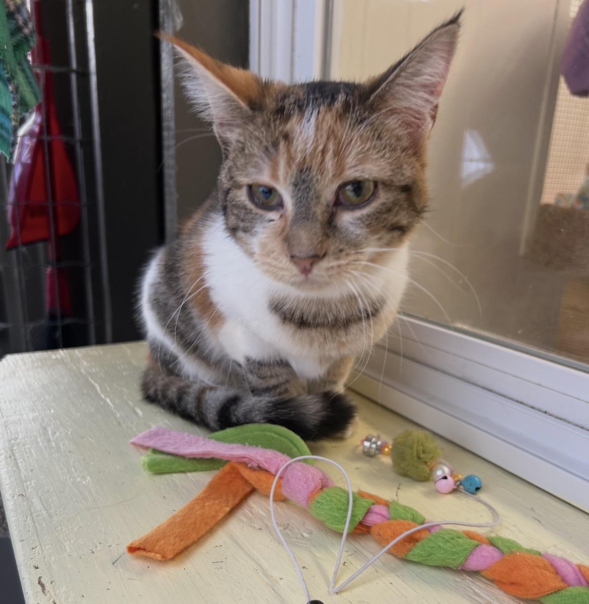 Enlarge Secret Admirer, an adopted Calico in Maple Ridge, BC image 4/5