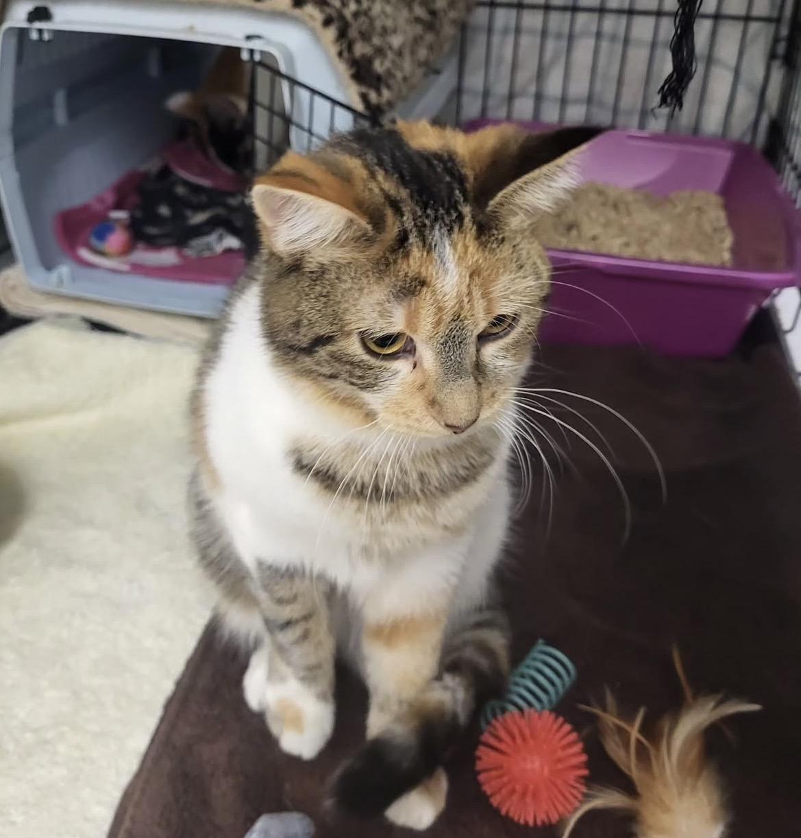 Enlarge Secret Admirer, an adopted Calico in Maple Ridge, BC image 2/5