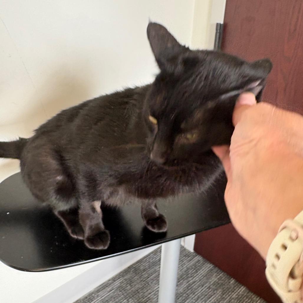 Enlarge Pangea, a Adoptable Domestic Short Hair in St. Paul, MN image 1/5