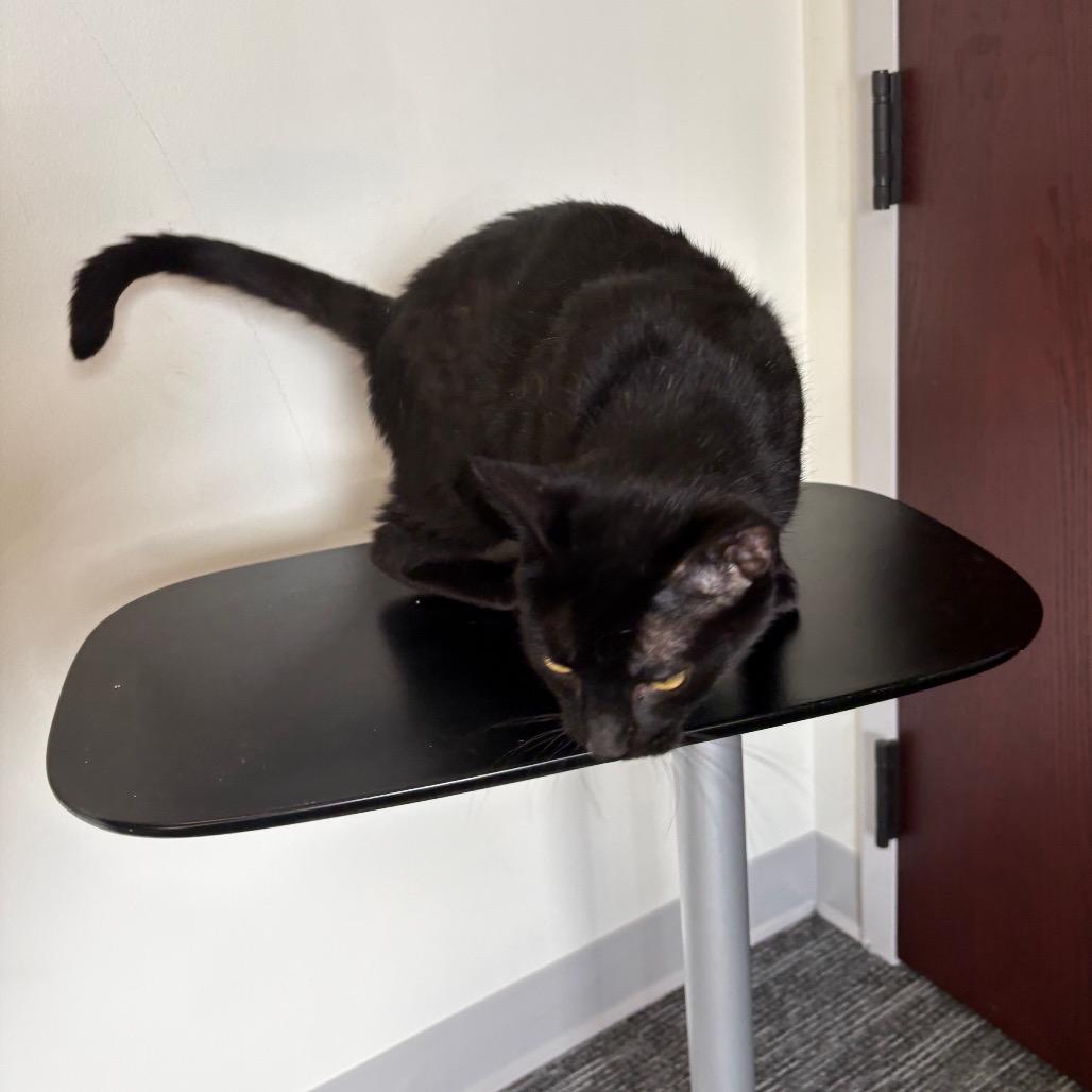 Enlarge Pangea, a Adoptable Domestic Short Hair in St. Paul, MN image 2/5