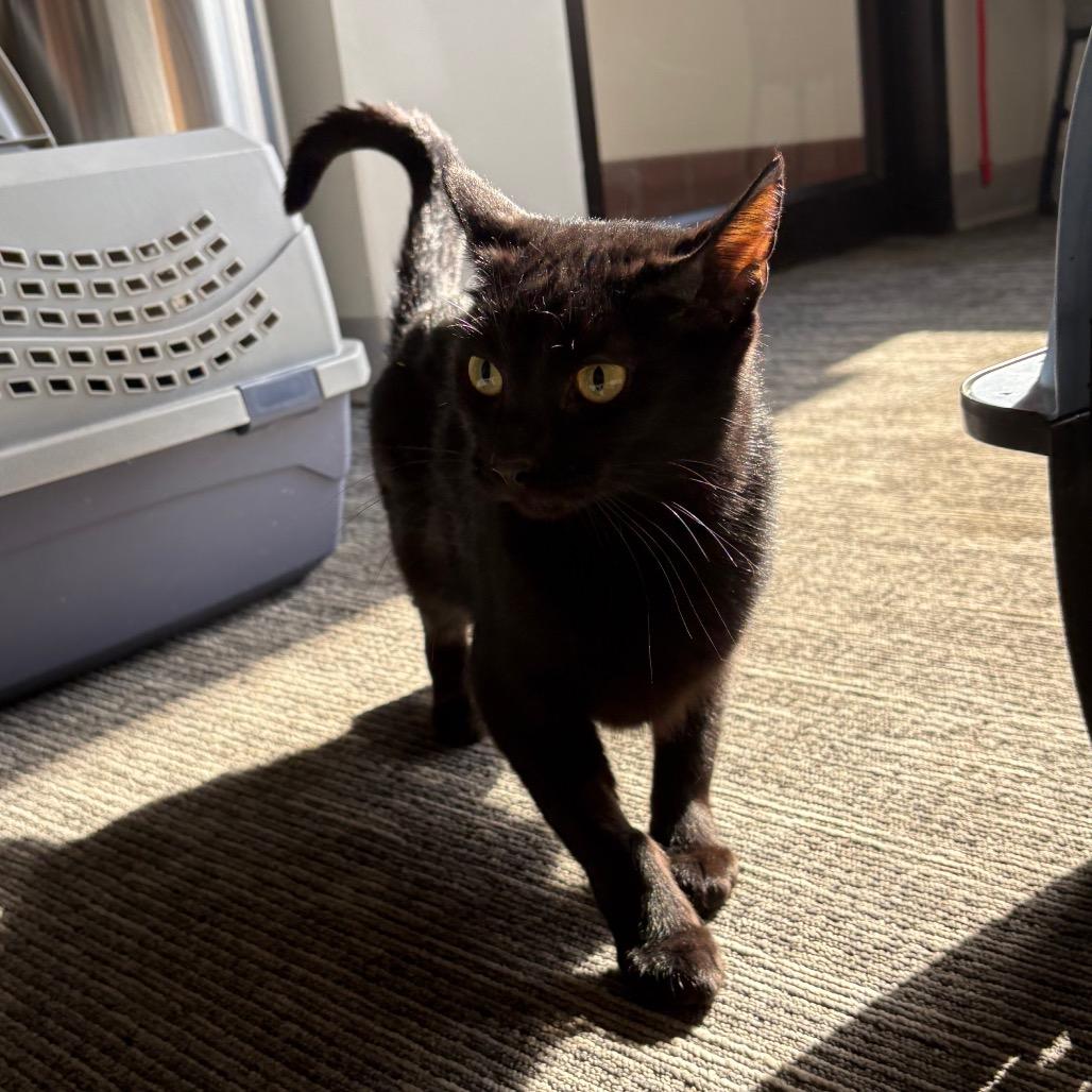 Enlarge Pangea, a Adoptable Domestic Short Hair in St. Paul, MN image 3/5