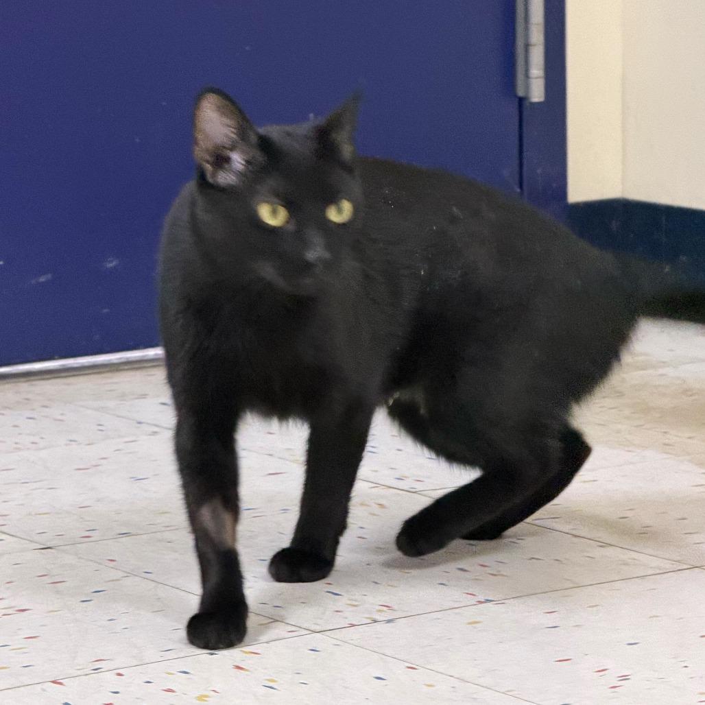 Enlarge Pangea, a Adoptable Domestic Short Hair in St. Paul, MN image 4/5