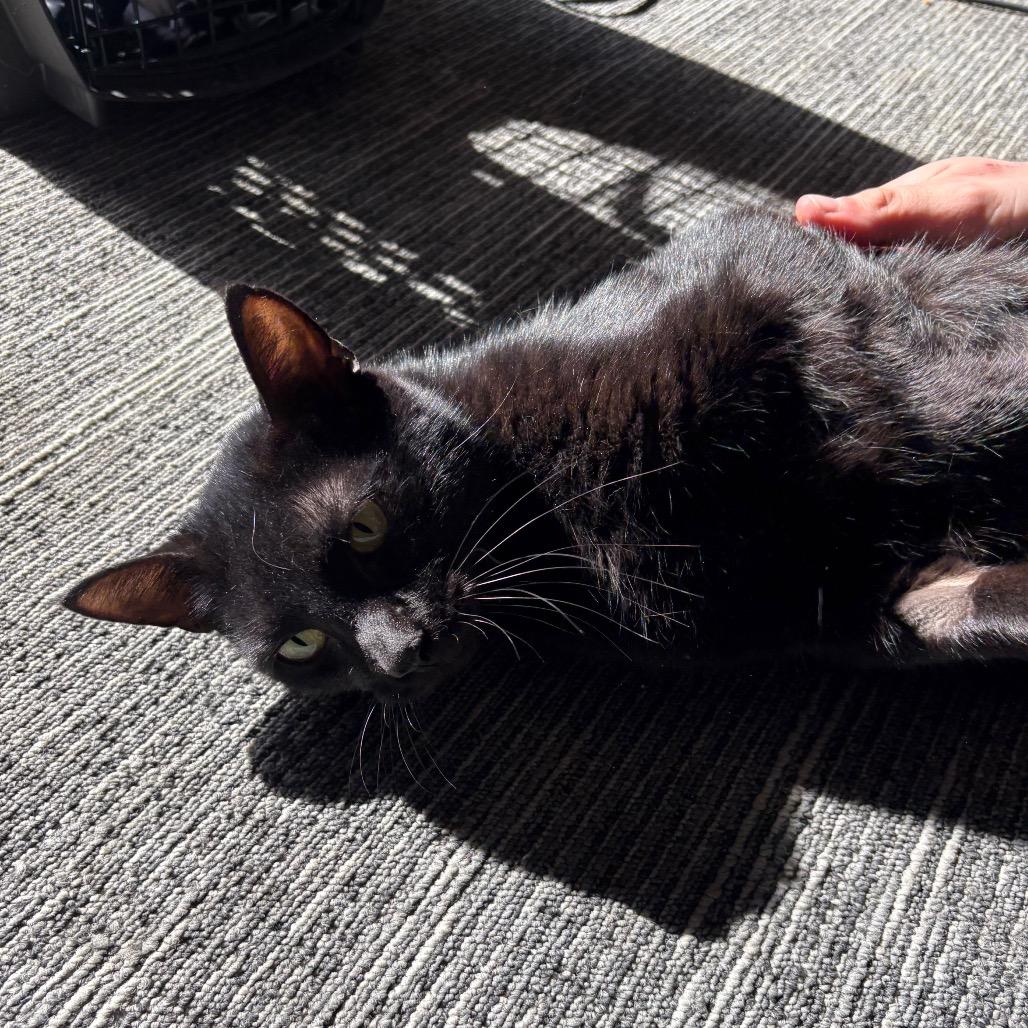Enlarge Pangea, a Adoptable Domestic Short Hair in St. Paul, MN image 5/5