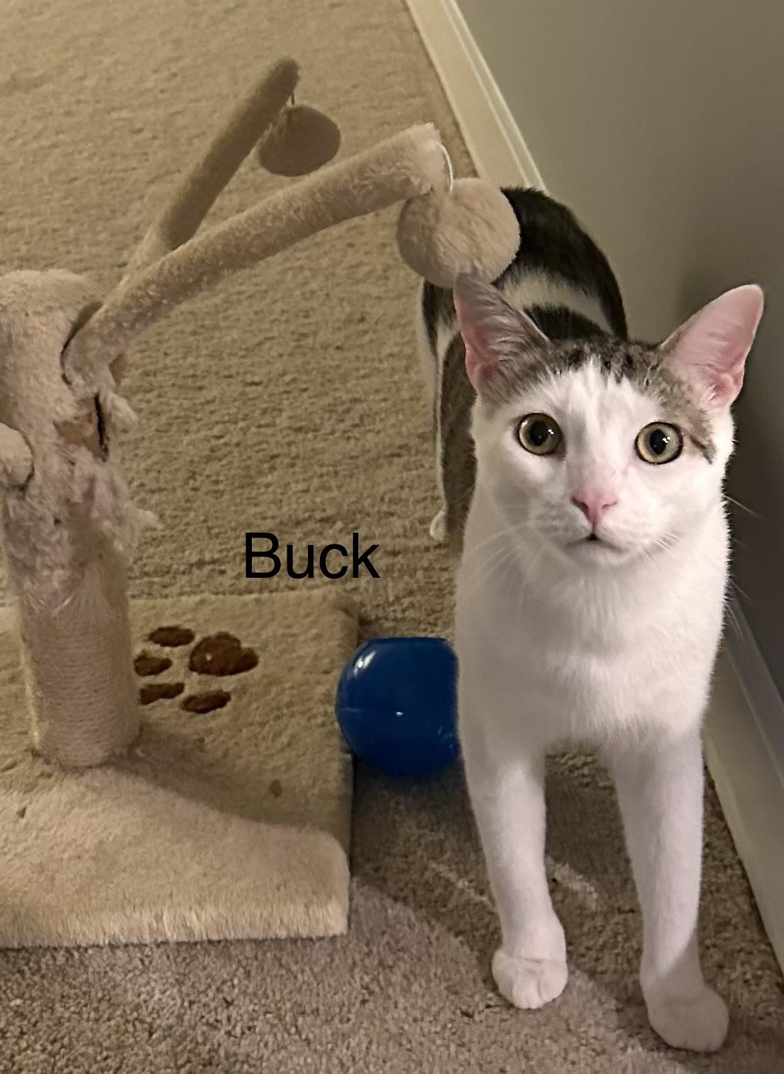 Buck, ADOPTABLE, Adult Male Domestic Short Hair.