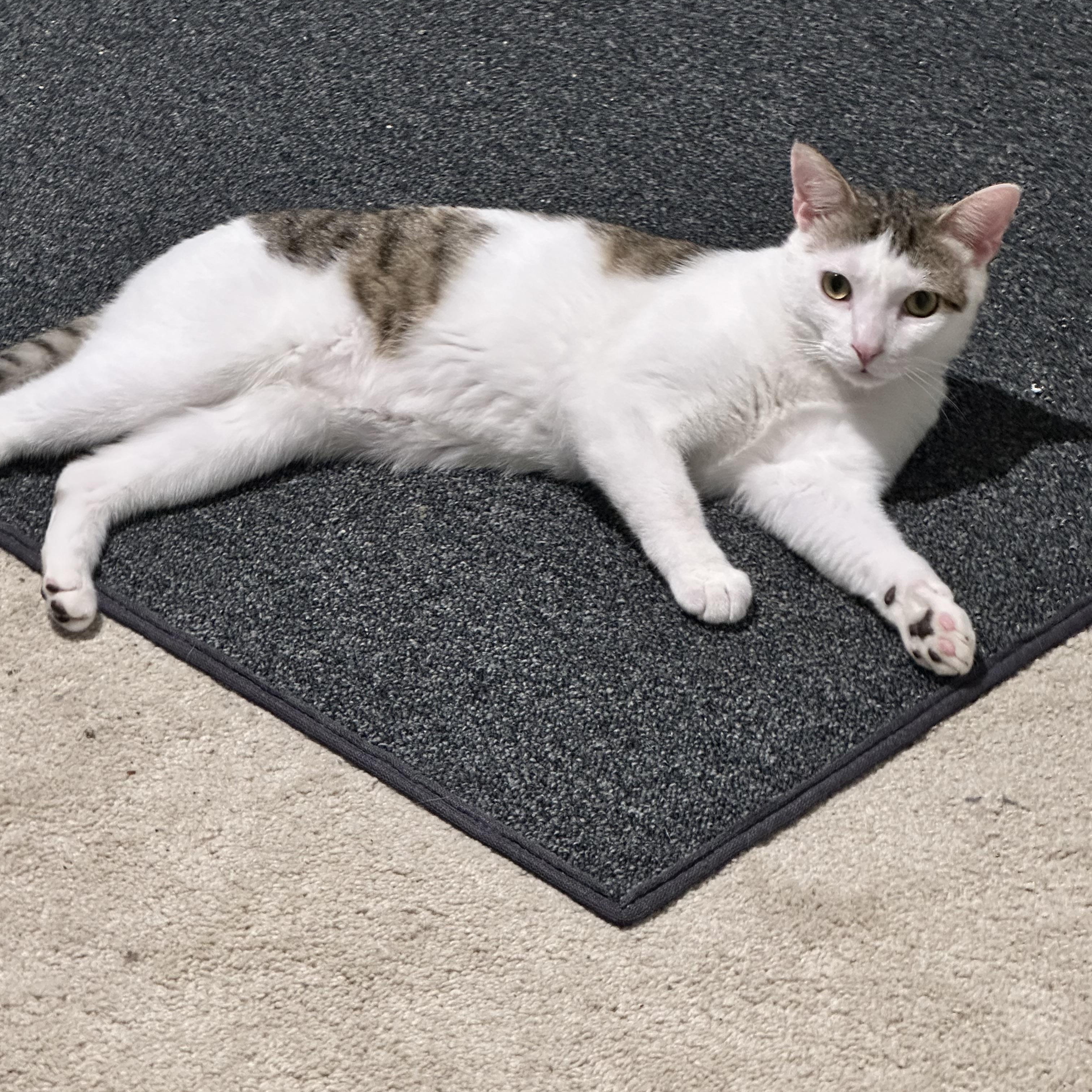 Buck, a ADOPTABLE Domestic Short Hair in Ruther Glen, VA image 3/3