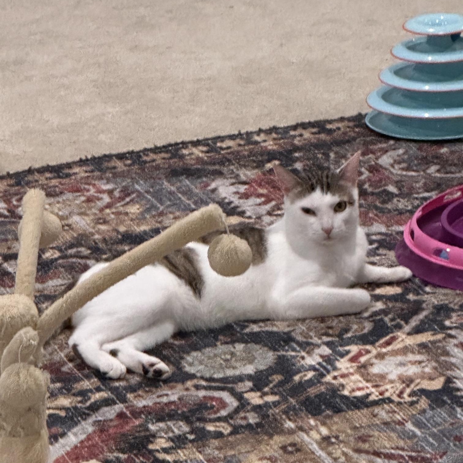 Buck, a ADOPTABLE Domestic Short Hair in Ruther Glen, VA image 2/3