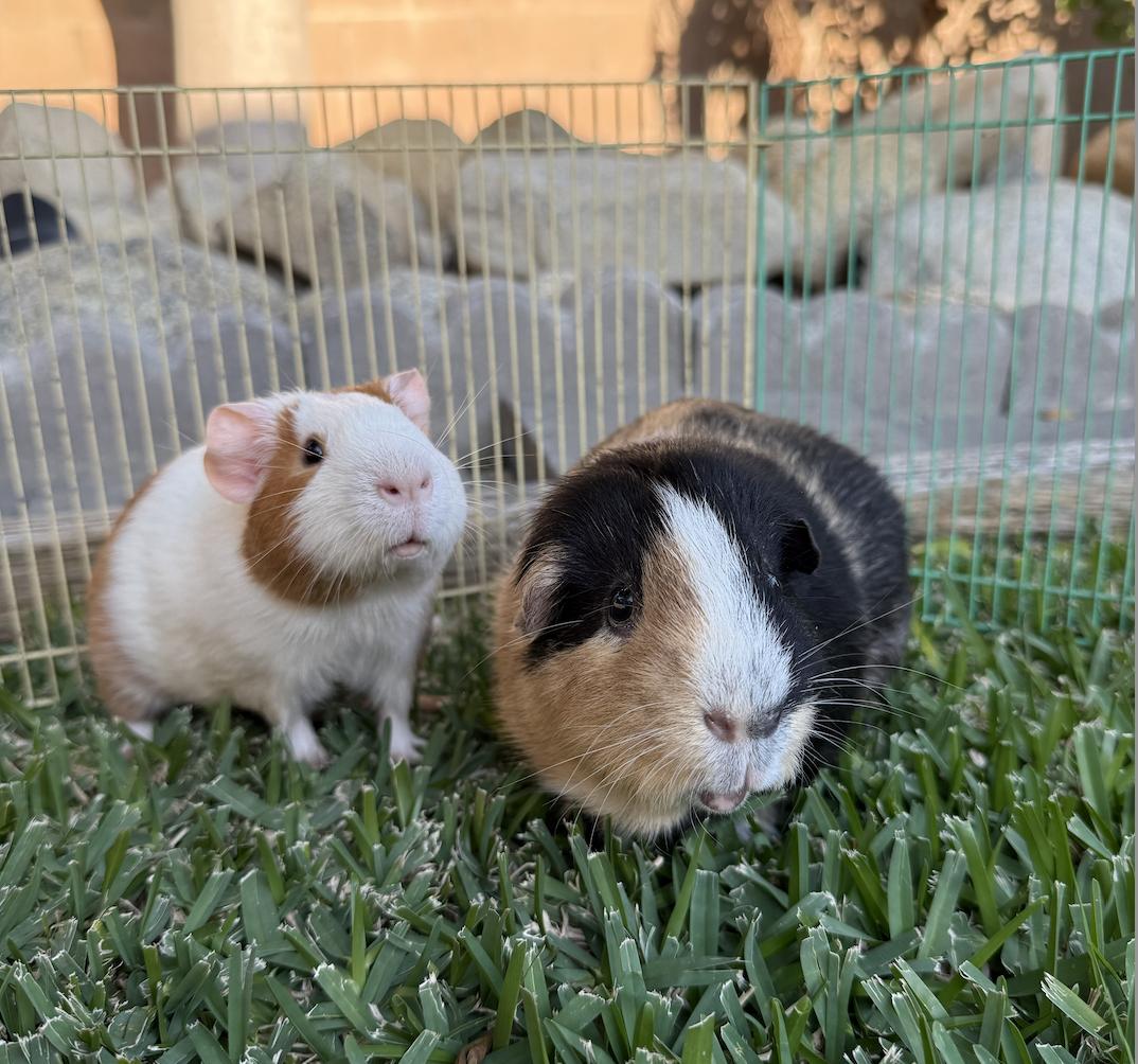 Harrison and Niblet!, Adoptable, Young Male Guinea Pig.