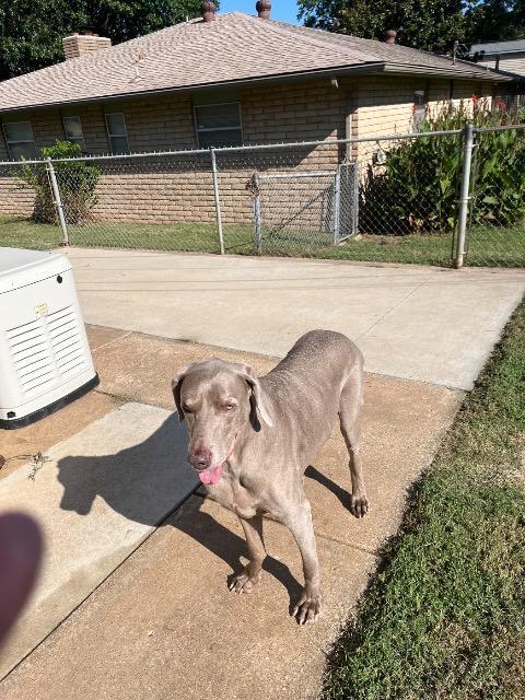 Bo, Adoptable, Senior Male Weimaraner.